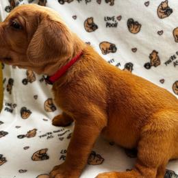 Ace - Yellow male Labrador Retriever puppy in Melrose, New Mexico from ECMO Farm Dalmatians & Labrador Retrievers