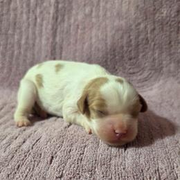 Lily - Blenheim female Cavalier King Charles Spaniel puppy in Pennsylvania from Julie's Cavalier King Charles Spaniels