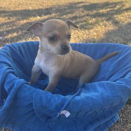 Red - Fawn male Chihuahua puppy in Scranton, South Carolina from The Magnolia Pawlor, LLC