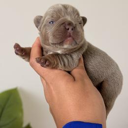 French Bulldog Puppies from Infinity French Bulldogs