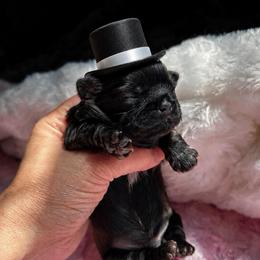 Roma - Black male Shih Tzu puppy in Kempner, Texas from Shih Tzu Reign