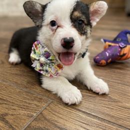 Strudel - White and black male Pembroke Welsh Corgi puppy in Saint George, South Carolina from Carolina cotton candy corgis