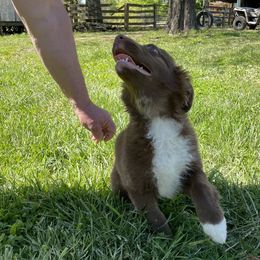 Australian Shepherds from Paws and Ponies Farm