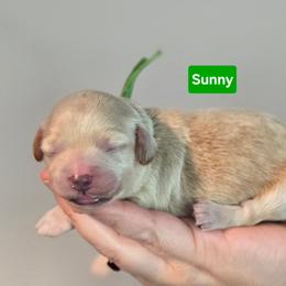 Sunny - Cream male Goldendoodle puppy in Summerville, South Carolina from Channys Doodles