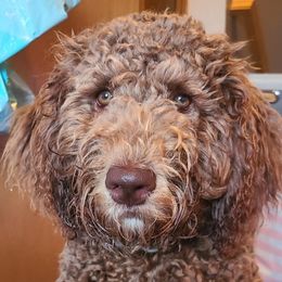 Remi - Goldendoodle