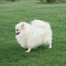 Esme - Pomeranian