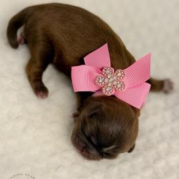 Twinkle - Liver female Shih Tzu puppy in League City, Texas from Divine Pups