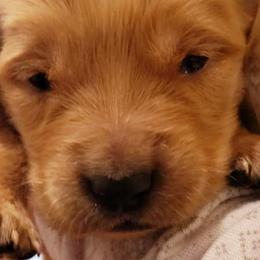 Cole - Black collar - Golden Retriever puppy in Arlington, Washington from Nagel Farm's