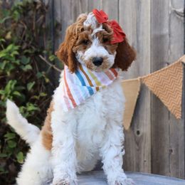 Taffy - Parti female Goldendoodle puppy in Sioux Falls, South Dakota from Dolly's Doodles