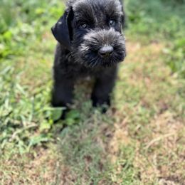 Boy 5 - Black male Giant Schnauzer puppy in Bois D’arc, Missouri from Down Low Kennels