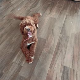 Cupcake - Goldendoodle