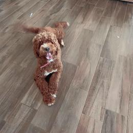 Cupcake - Goldendoodle