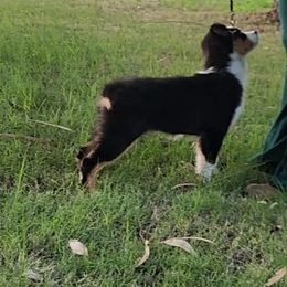 Lilly - Black tri-color female Australian Shepherd puppy in Waddell, Arizona from Winsome Aussies