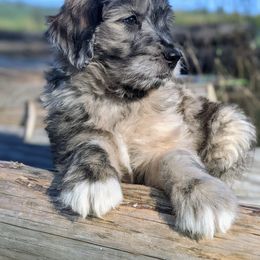 Aussiedoodle and Miniature Schnauzer Puppies from Cedar Creek Ranch