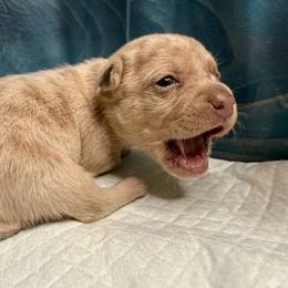 Samantha - Merle female Chihuahua puppy in Sherwood, Arkansas from Bartelt Breeders