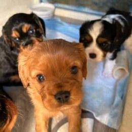 Cavalier King Charles Spaniel Puppies from Boyd Cavalier Puppies
