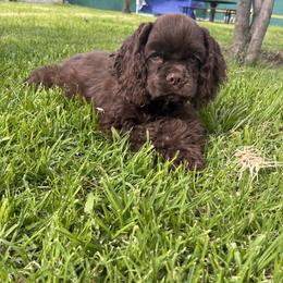 Snickers (Green) - Brown male Cocker Spaniel puppy in Glastonbury, Connecticut from Hillside kennels