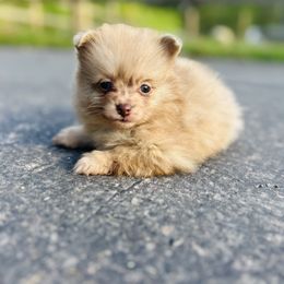 Latte - Chocolate merle female Pomeranian puppy in Buck Valley, Pennsylvania from Buck Valley Pomeranians