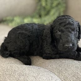 Poodle Puppies from Home of Doodles