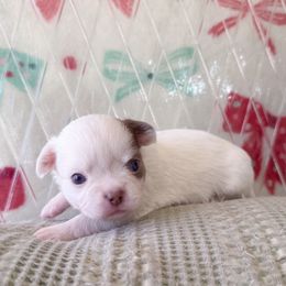 Logo - White male Chihuahua puppy in Harrison, Michigan from Cloud9 Chihuahuas