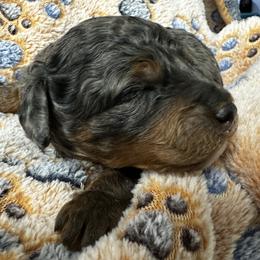 Boy 1 - Blue merle male Aussiedoodle puppy in Conklin, Michigan from Lake Michigan Couture Cavapoos & Cockapoos