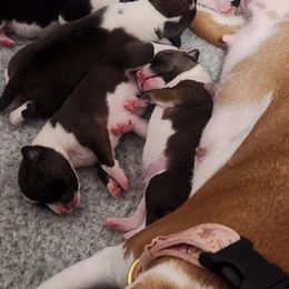 Tri female - Tri-color female Basenji puppy in Shelby County, Alabama from Flutesong Basenjis II