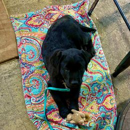 Labrador Retriever Puppies from Will O Moor