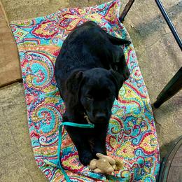 Labrador Retriever Puppies from Will O Moor