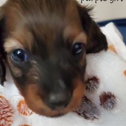 Dachshund Puppies from Riverdox Dachshunds