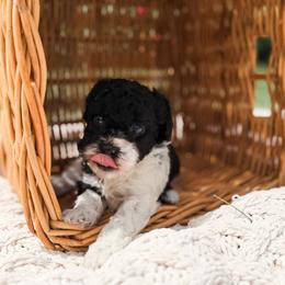 Legend - Parti male Poodle puppy in Graham, North Carolina from Cyndi’s Poodles