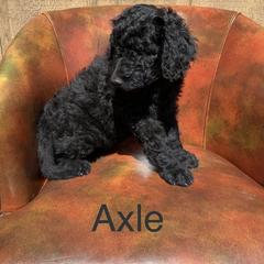 Double Doodle, Goldendoodle, and Pyredoodle Puppies from Little Muddy Doodles