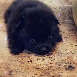 French Bulldog and Pomeranian Puppies from Purrs N Poms