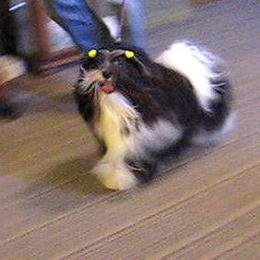 Havanese All Grown Up from Tapscott B.I.S. Havanese