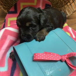 Border Collie and Bordoodle Puppies from Sunrise Kennels