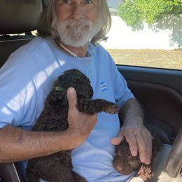 Lagotto Romagnolo Puppies from Anna’s Lagottos