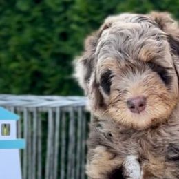 Bernedoodles, Goldendoodles, and Poodles from Neighborhood Poodles & Doodles