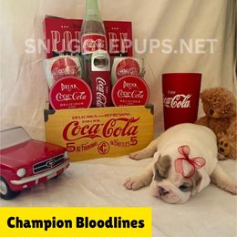 Johnny 5 - White male Bulldog puppy in Tremonton, Utah from Snuggle Pups