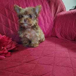 Baby Ruth - Liver female Yorkshire Terrier puppy in Pine Grove, Pennsylvania from Cathy Burns