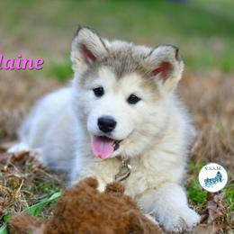 Alaskan Malamute Puppies from North Shore Alaskan Malamutes