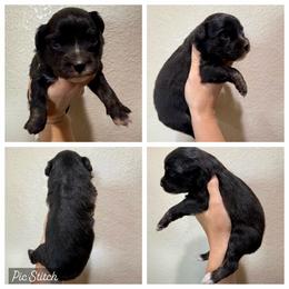 Tangerine - Black tri male Miniature Australian Shepherd puppy in Iola, Texas from MK Aussies