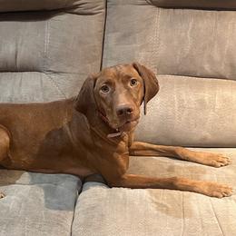 Ember - Vizsla