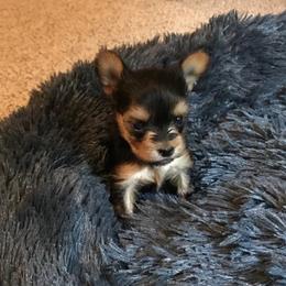 Biewer Terrier and Yorkshire Terrier Puppies from L’amore MnM Mini’s Yorkshire & Biewer Terriers
