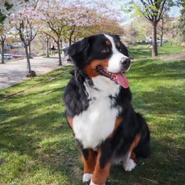 Denali - Bernese Mountain Dog