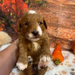 Zeena - Red female Cavapoo puppy in Lebanon, Missouri from Danielle’s Doodles