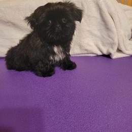 Hudson - Black male Shih Tzu puppy in Parma, Ohio from D's DeVine Shih-Tzu