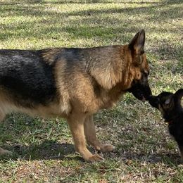German Shepherd Puppies from Vom Furstenhund