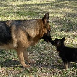 German Shepherd Puppies from Vom Furstenhund