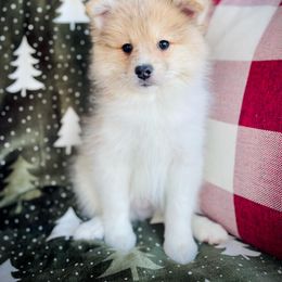 Comet - Merle Pomsky puppy in Greenville, South Carolina from Thicketty Mountain Pomskies