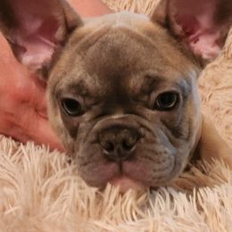 French Bulldog puppies from Avery's  Farmhouse