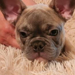 French Bulldog puppies from Avery's  Farmhouse